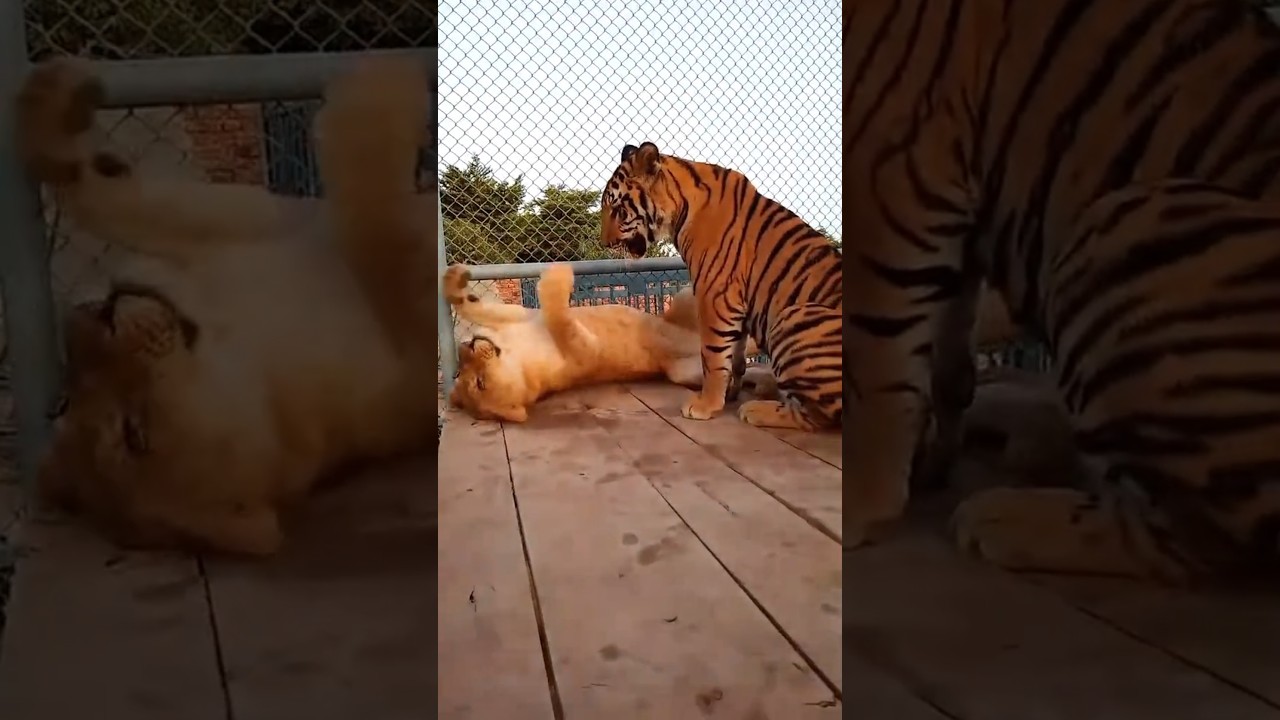 A Tiger's love for a lioness&hearts;️❤️🦁 part 2🐯#shorts#tiger#lioness#love#viral#viralvideo#shortsviral