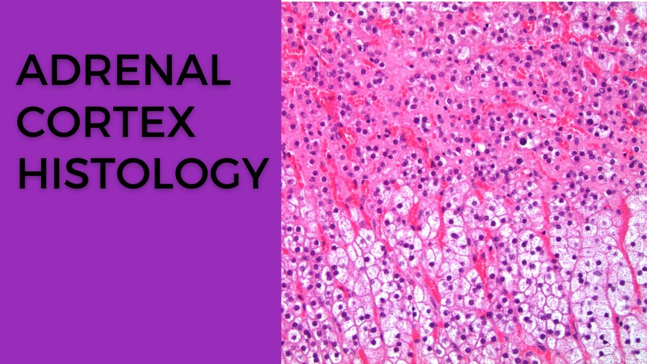 Adrenal Gland Histology (For Residents)