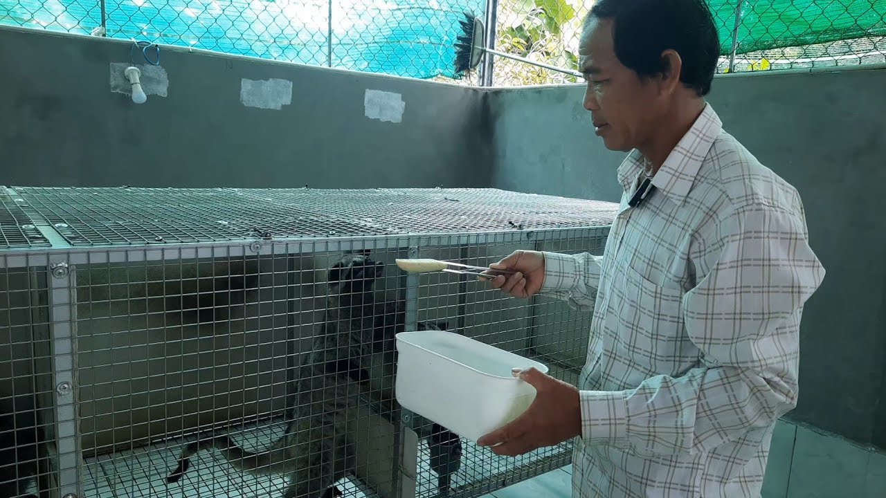 Cho Chồn Hương ăn gì để có bộ lông sáng mượt, giảm rụng lông | Tập 257  