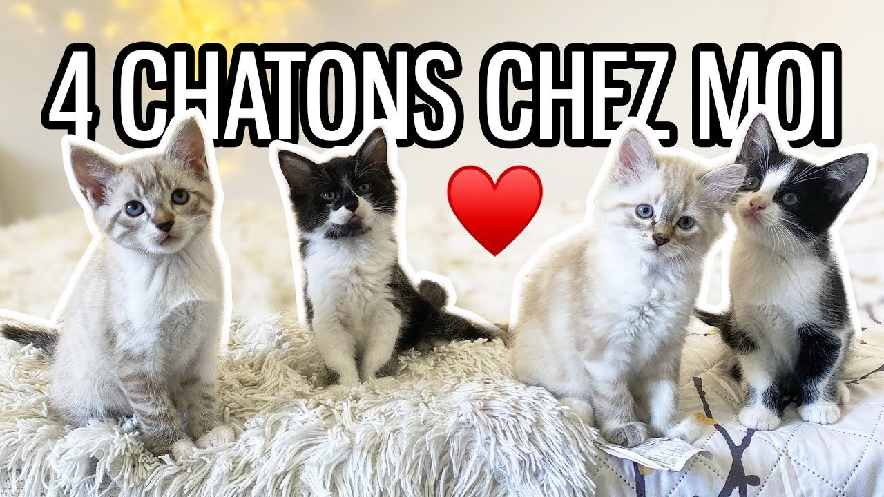 J'ai adopté une famille de chats ♡