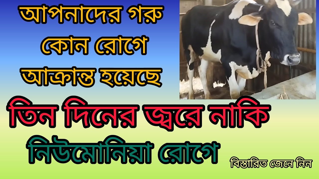 গরুর নিউমোনিয়া রোগ হলে করণীয় ও চিকিৎসা।।গরুর জ্বর হলে করণীয়।।গরুর শ্বাসকষ্ট রোগের চিকিৎসা।।