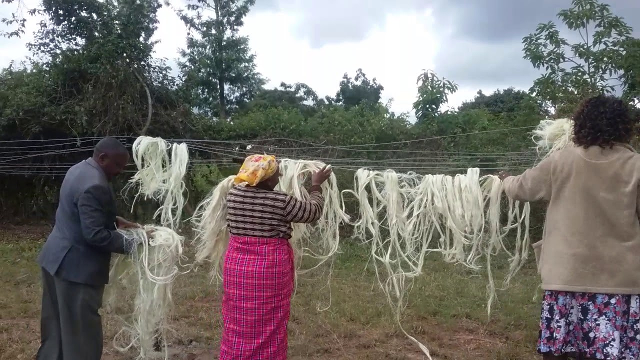 Kengenes Merchants & Agro Services practical demo  on drying of raw sisal fibre after decortication