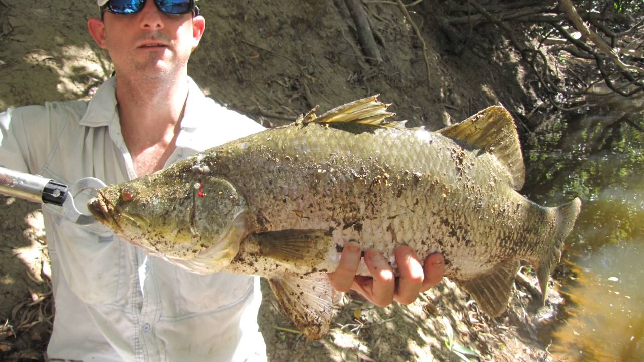 Normanby River Barra