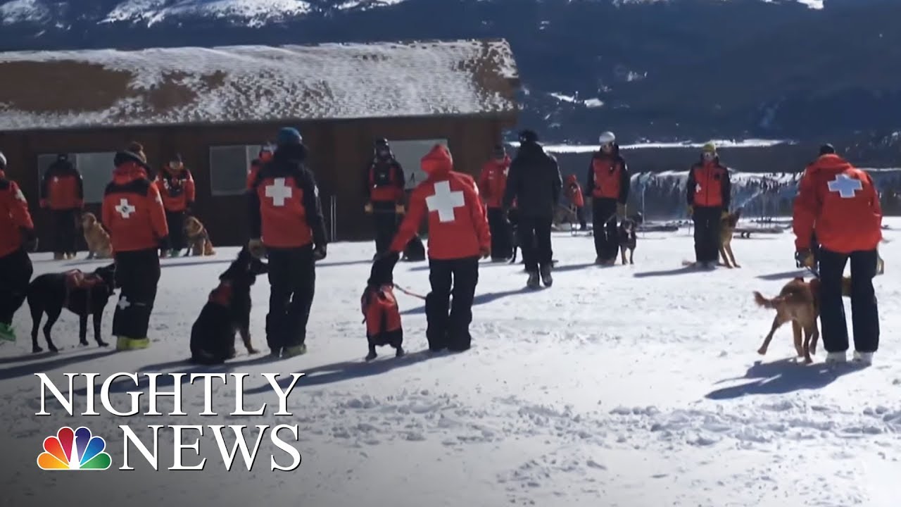 Rescue Dogs Become Avalanche Rescuers At Colorado Ski Resort | NBC Nightly News