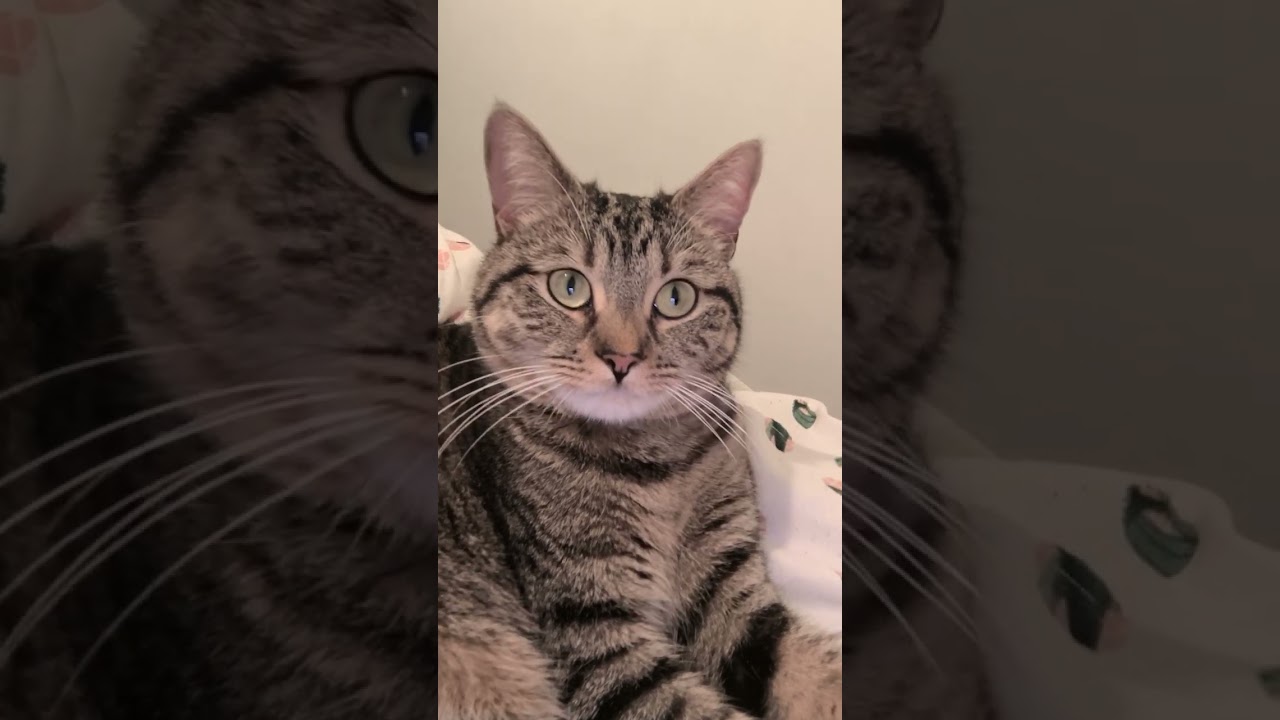 Love you soo cute baby 🐱