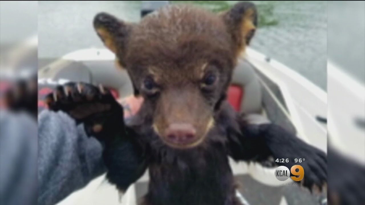 Fisherman Saves Baby Bear From Lake