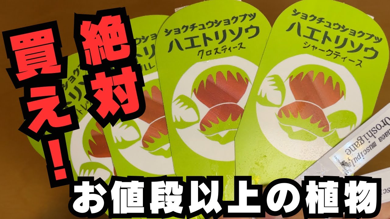 ［絶対買え！］このタグを見つけたらすぐに買うべきな理由をご紹介　食虫植物　ハエトリソウ　観葉植物