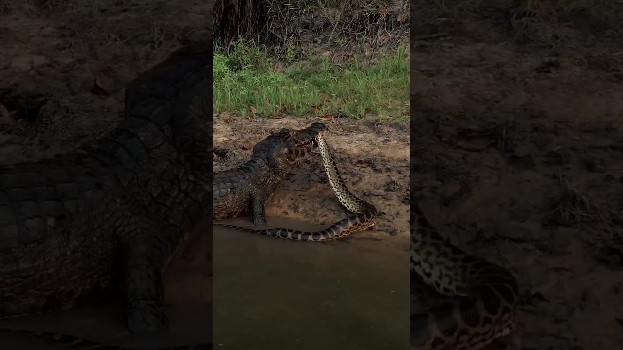 Crocodile Eat Python 😱#python #crocodile