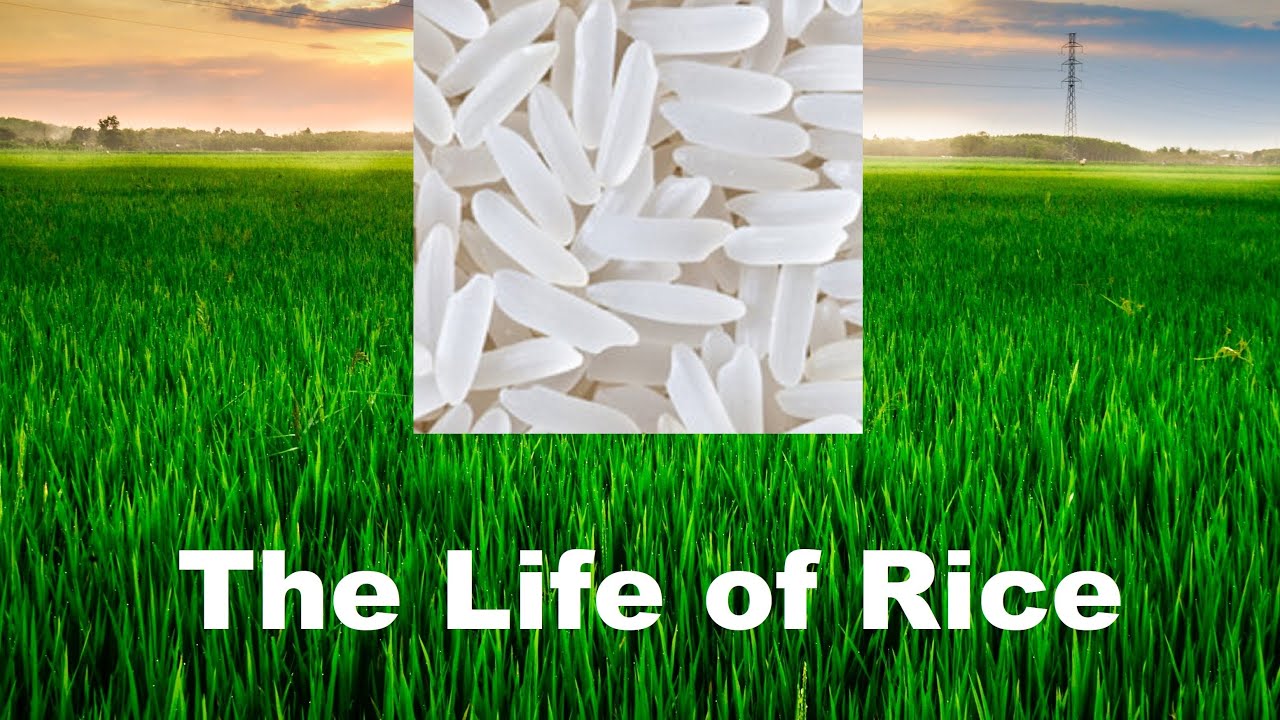 Rice Life Cycle 101, How to Grow What Make Best Health Food Nutrition, 5-10 min Nature Crop Plant