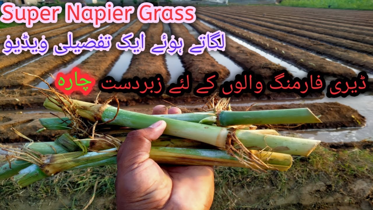 Super Napier Grass|| Dairy Farming||Agriculture Guru