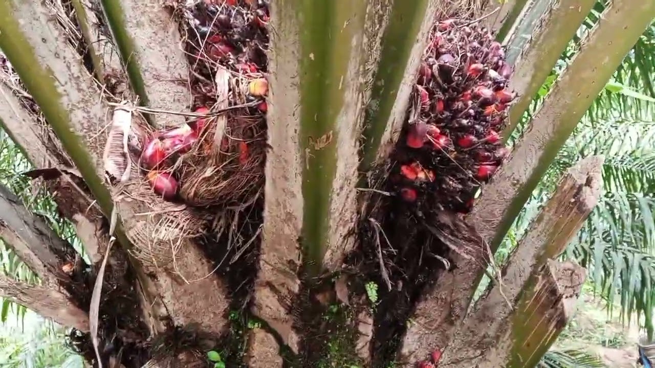 Panen buah sawit buahnya mantap 👍👍