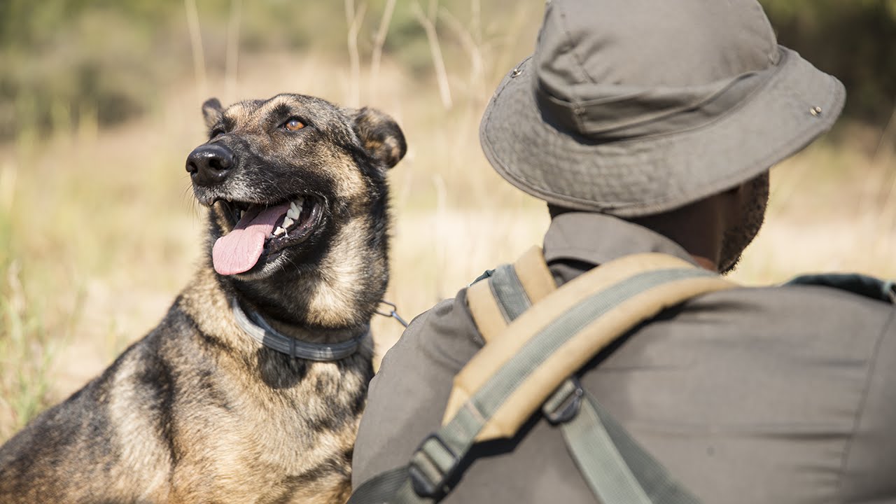 Allie the dog hunts rhino poachers in South Africa