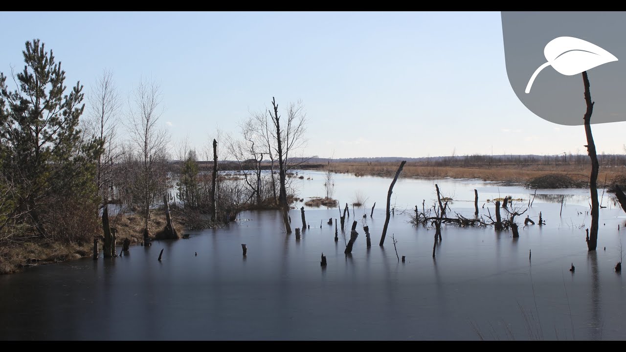 Wie entsteht ein Moor?