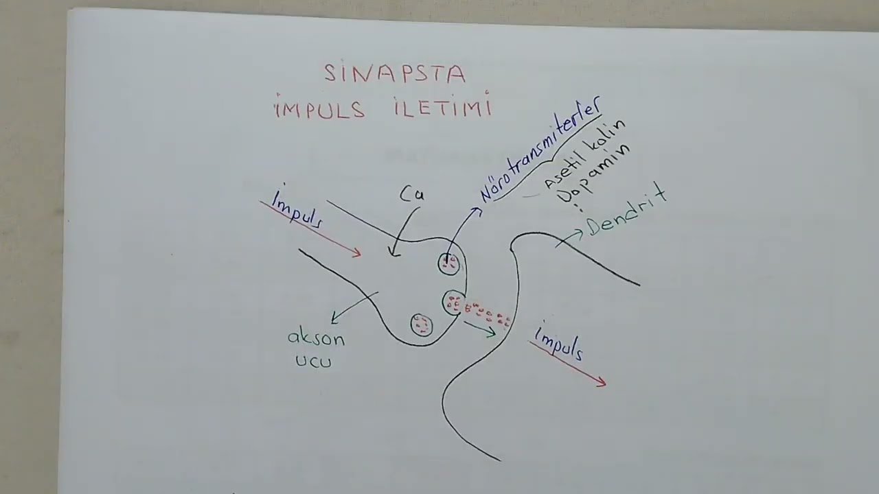 sinapsta impuls iletimi