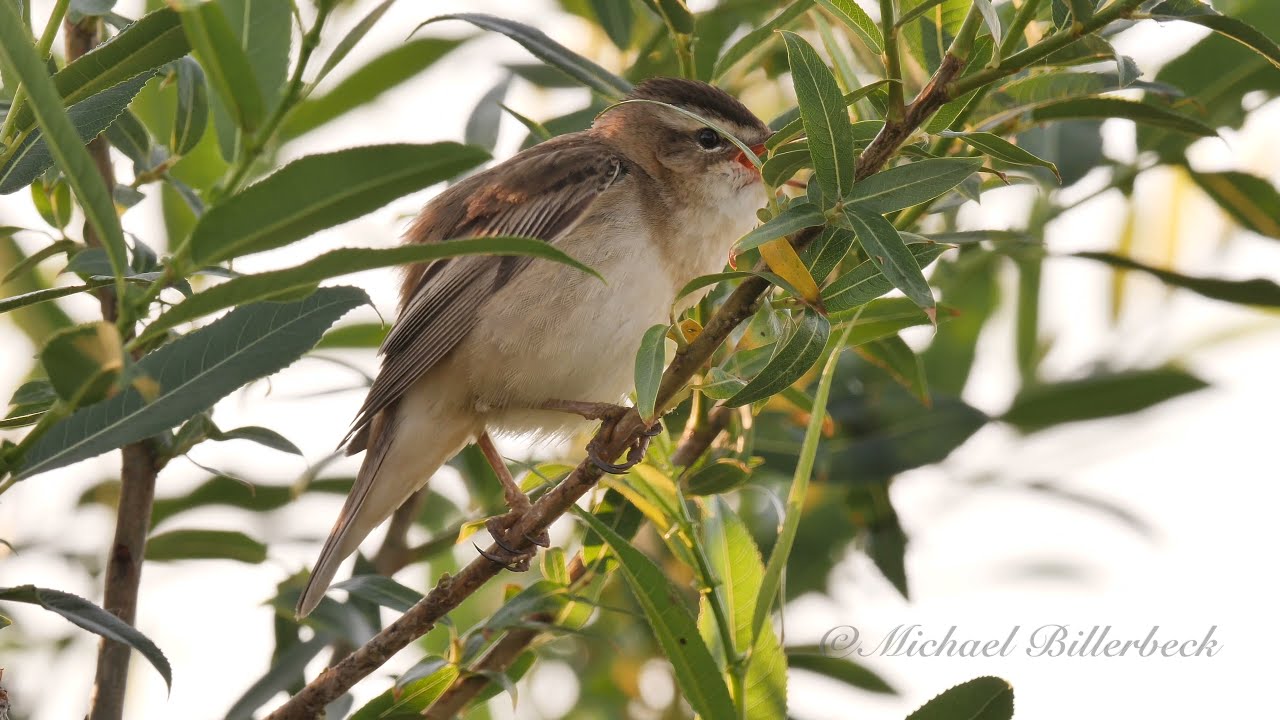 Sedge Warbler Call #birds #birdsounds