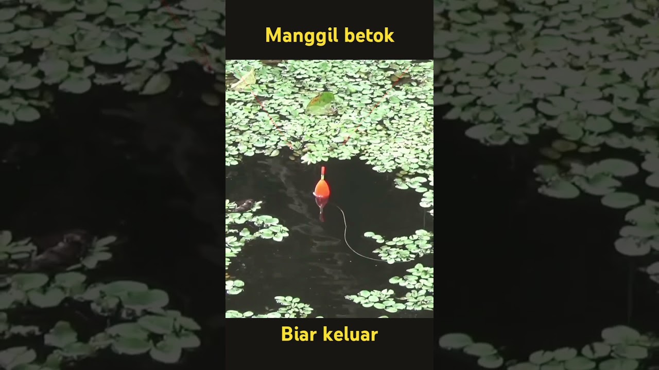 memanggil ikan betok babon