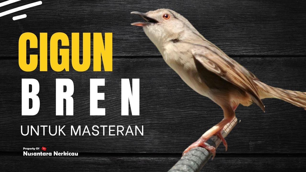 Ciblek Gunung Bren Untuk Masteran