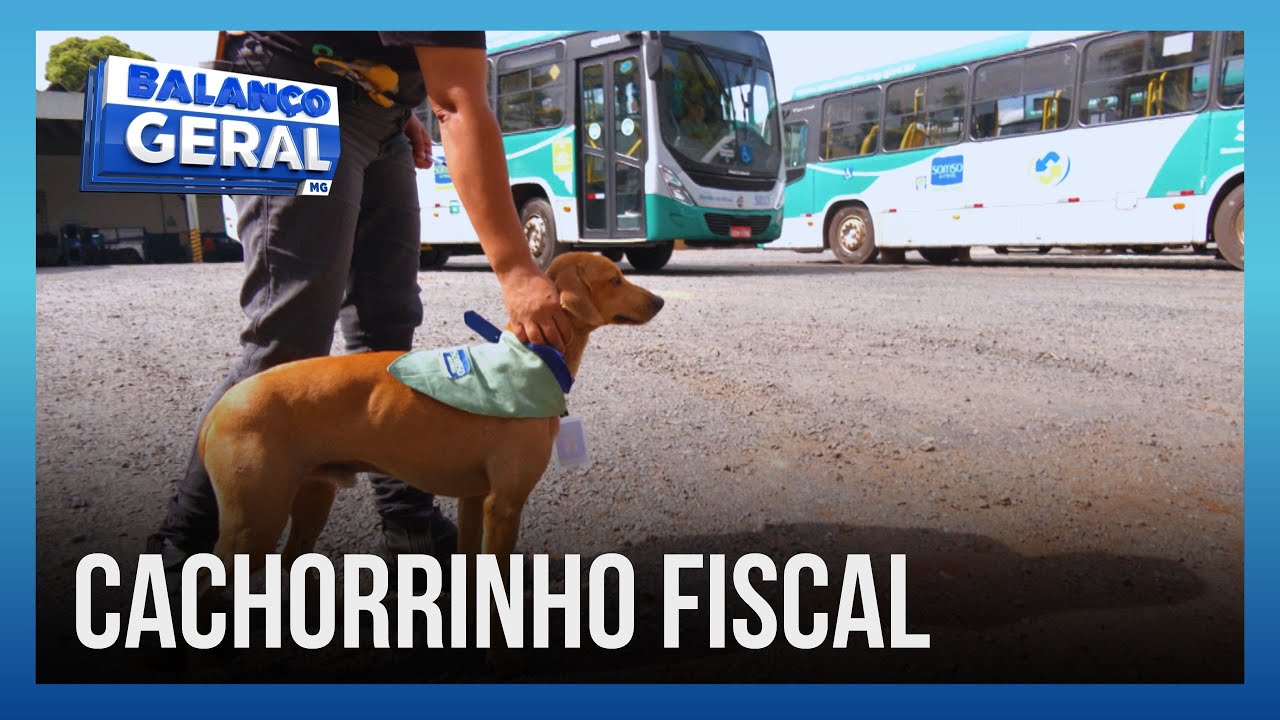ÔNIBUS, PASSAGEIROS E UM 'FISCÃO': Cachorro mixaria promovido a fiscal em empresa