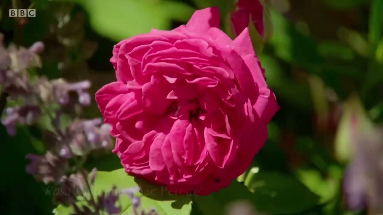 Kert&eacute;sz kertje r&oacute;zs&aacute;k II.  modern r&oacute;zs&aacute;k, Bourbon r&oacute;zsa, tea r&oacute;zsa, floribunda r&oacute;zsa S51 E17 r&eacute;szlet