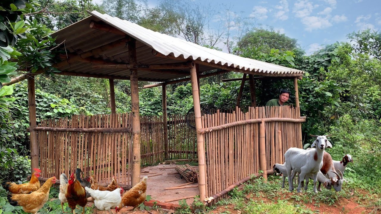 Building a farm, completing a barn to raise goats for milk, peaceful life, spring in March