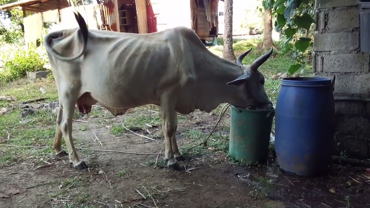 Ang layo pero sulit ang mga alaga namin #animals #cow #farmlife 
