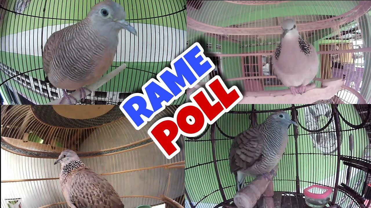 Perkutut Lokal Suara Panjang Vs Tekukur Kuk 3 Alam Masteran