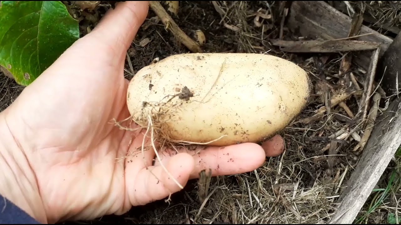 pommes de terre  = culture, récolte et stockage