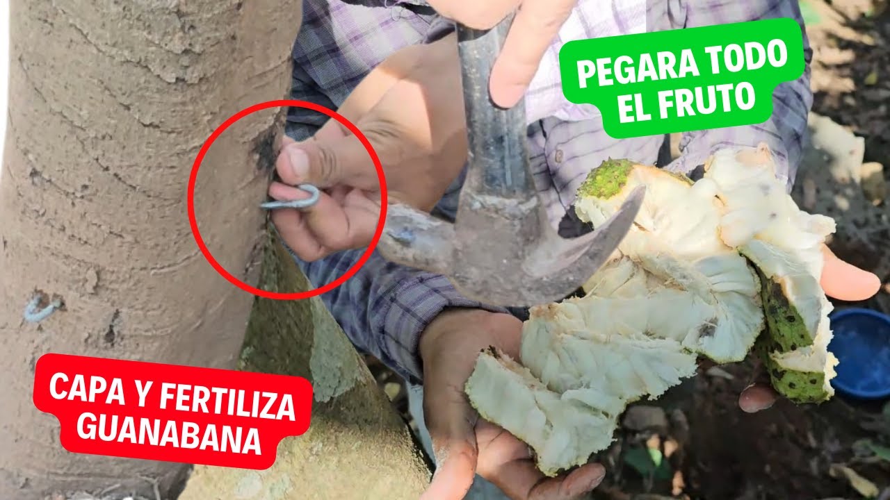 Fertiliza y Capa árbol de guanabana para que cuaje todo el fruto