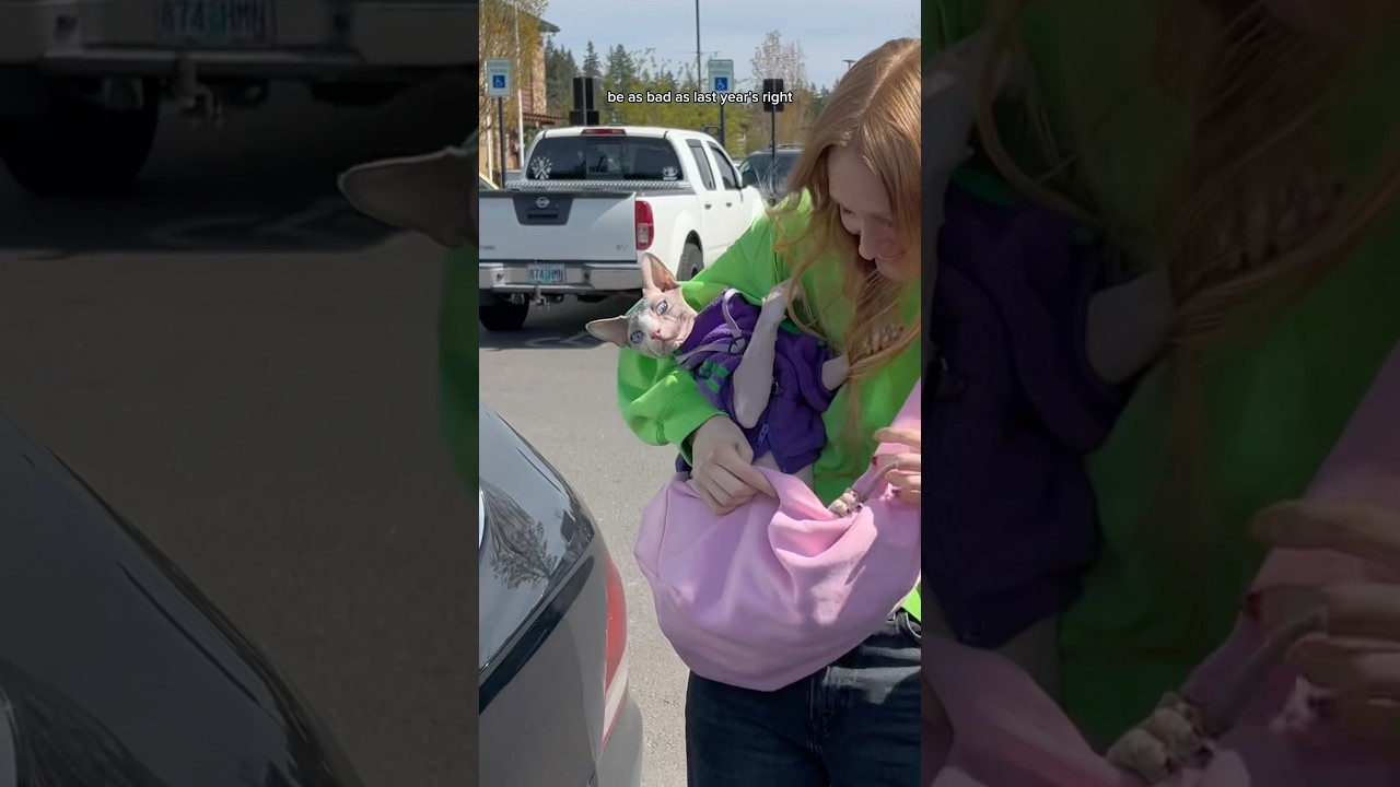 Marshall meets the Easter Bunny&hellip;again🐰 #shorts #sphynx #pets #comedy