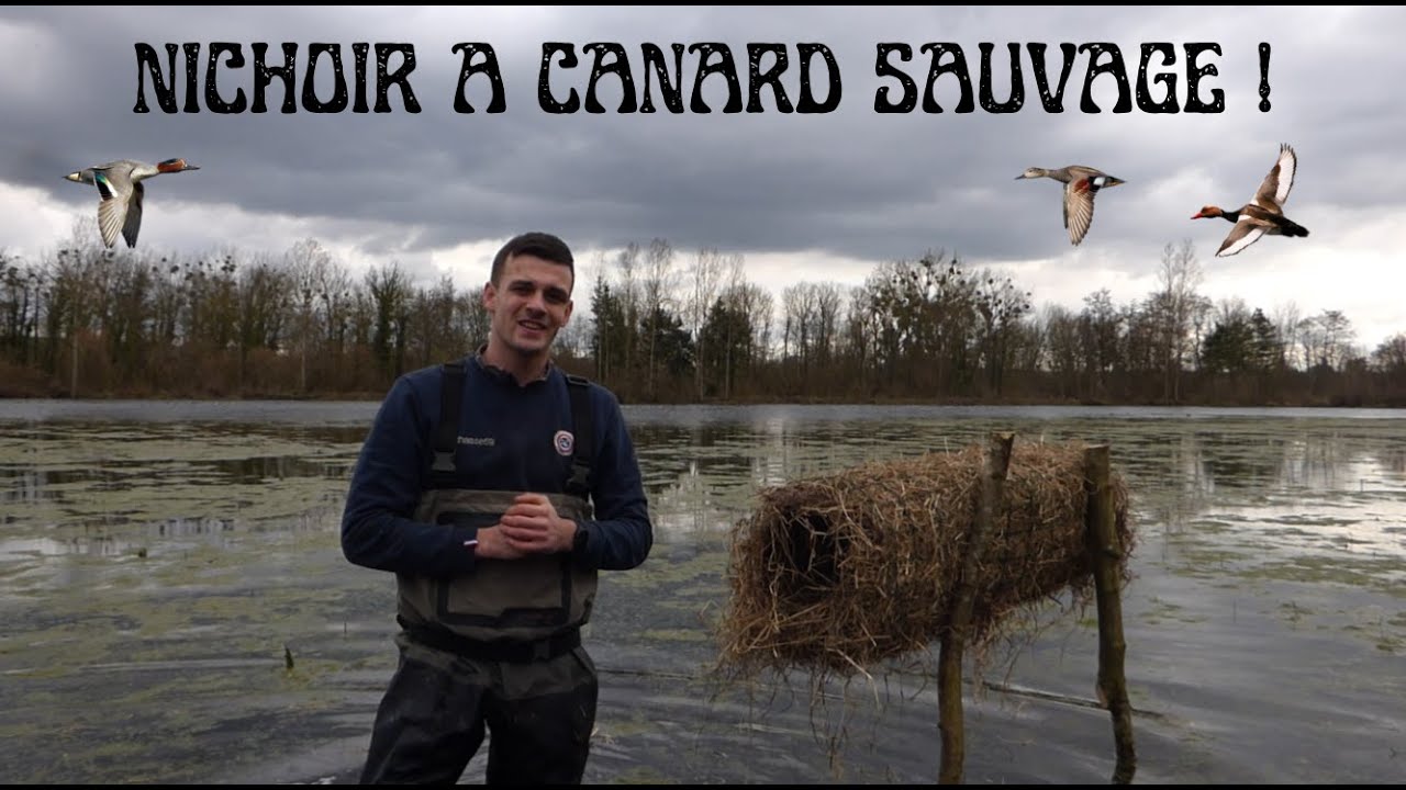 Fabriquer un Nichoir pour Canard Sauvage : CHASSE du gibier d'au