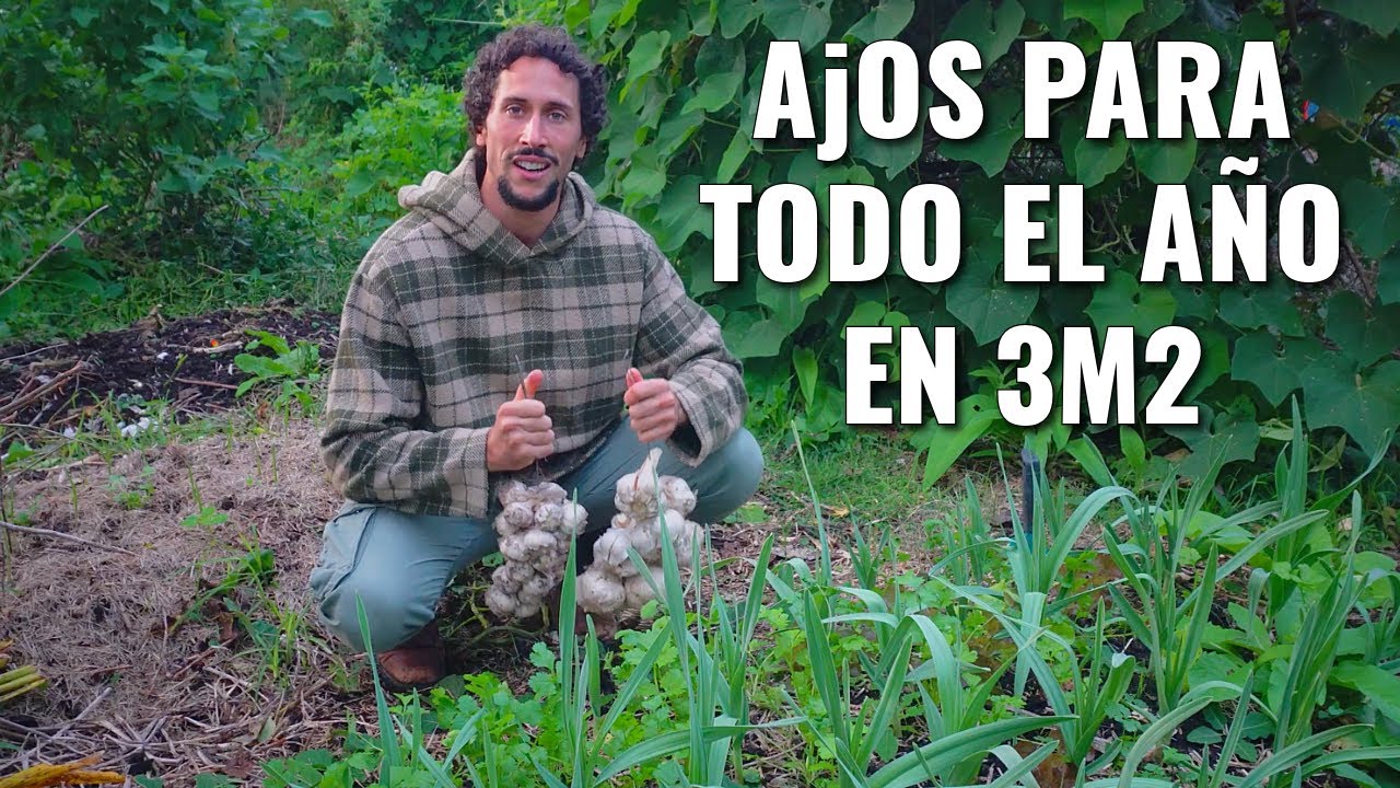 AJOS todo el AÑO en 3m2 - Hortalizas SIN LABOREO en el BOSQUE de ALIMENTOS