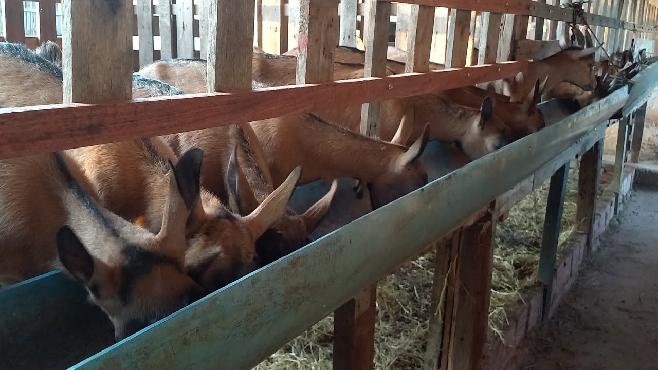 FUI VISITAR UMA CRIAÇÃO DE CABRAS LEITEIRAS EM CATURITE-PB CAPRIL RIACHO SALGADO