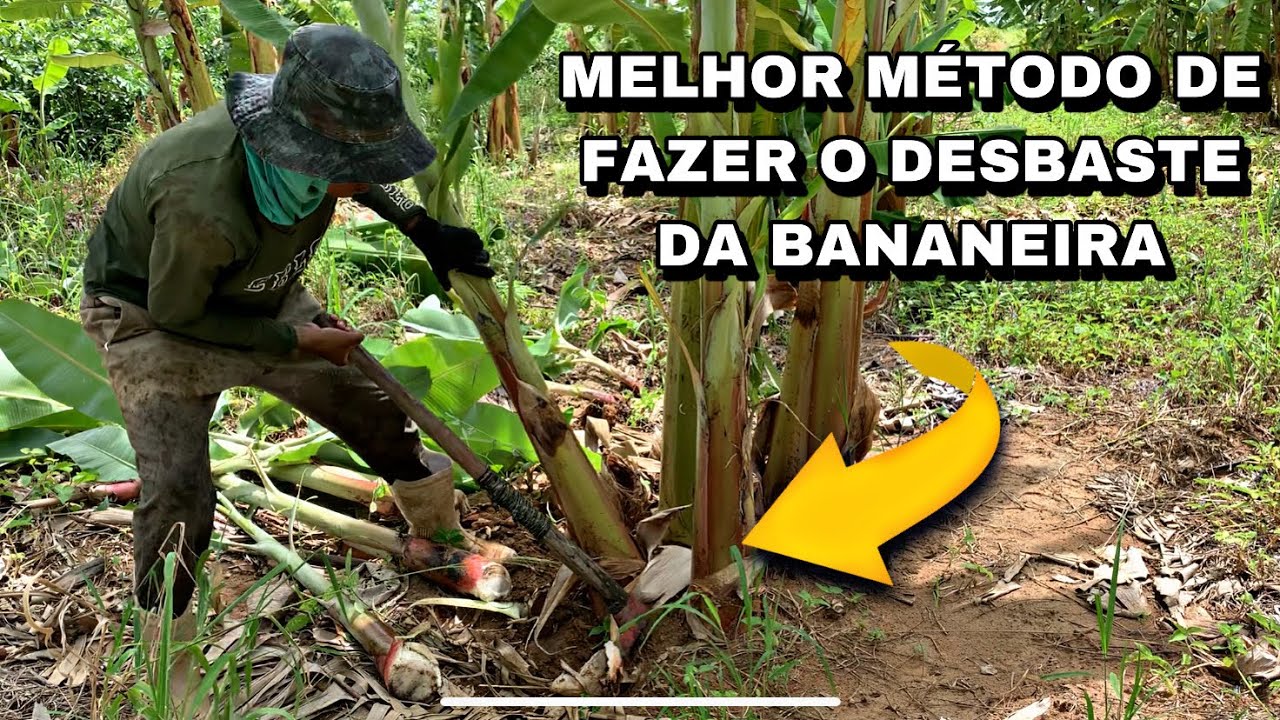 MELHOR MÉTODO PARA FAZER DESBASTE DAS BANANEIRAS / FAZENDO A SELEÇÃO DOS FILHOS DA BANANEIRA