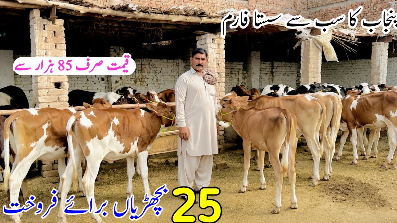Jersey Friesian Heifers For Sale | Imported HF Heifers | Heifers Sale In Punjab | Pk Janwar Mandi 