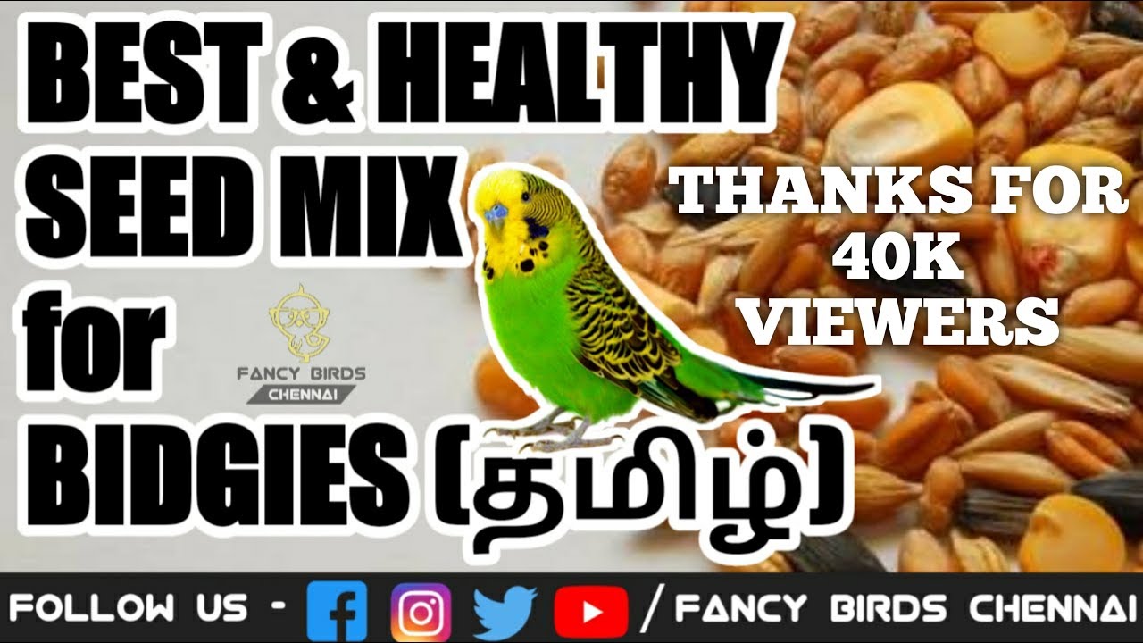 Best & Healthy food seed mix for budgies | தமிழில் | fancy birds chennai