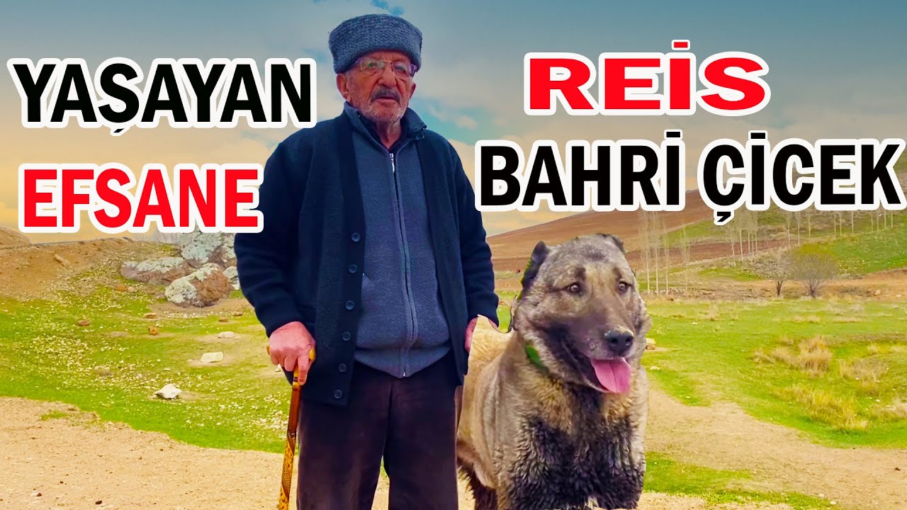 BAHRİ ÇİÇEK GELEN SORULARI YANITLIYOR.!