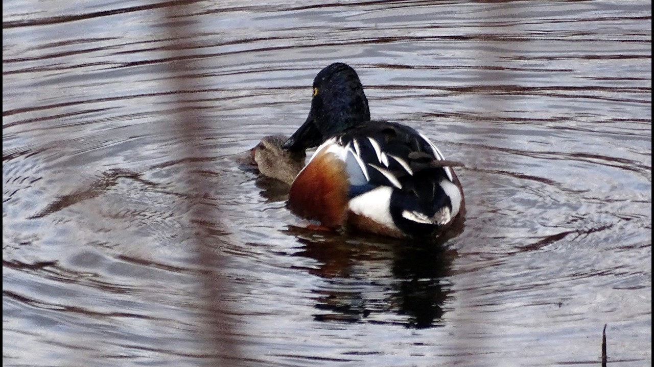 C&oacute;pula de pato cuchara (Spatula clypeata). Provincia de Ciudad Real.