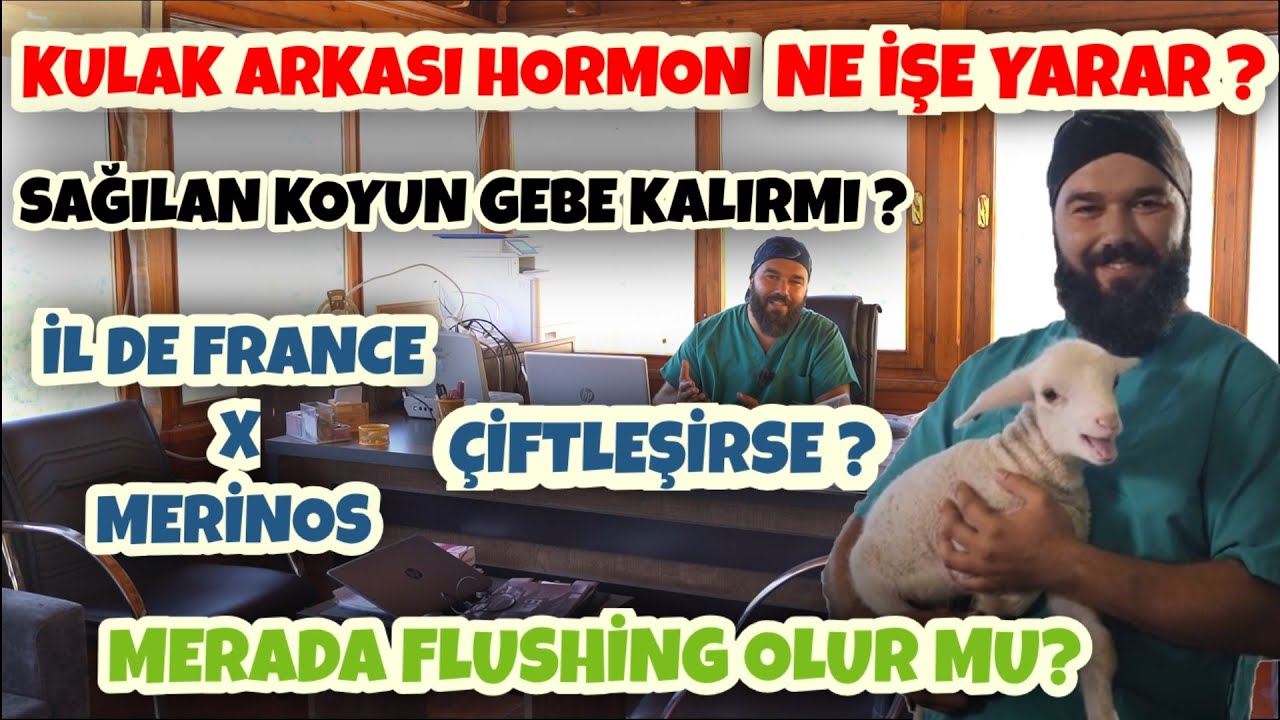 KULAK ARKASI HORMON | SÜT VEREN KOYUNLARIN KOÇA KATILMASI