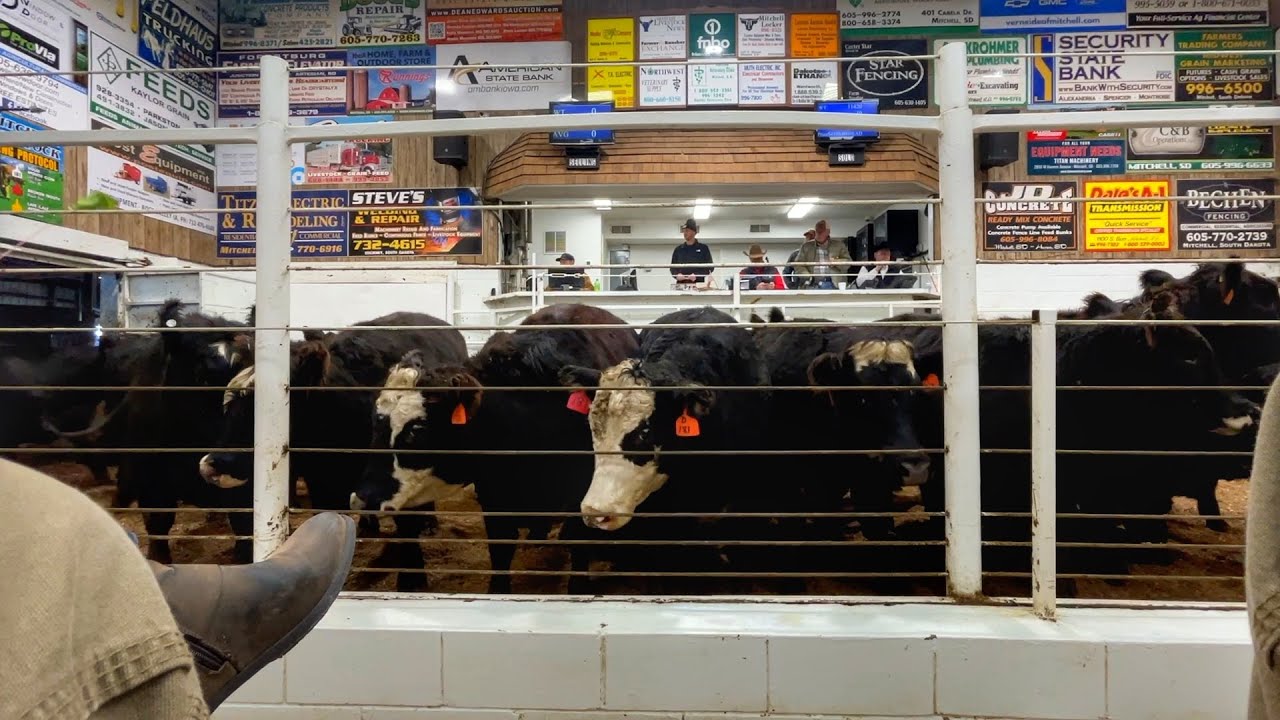 Our Bred Heifers Looked Good in the Ring