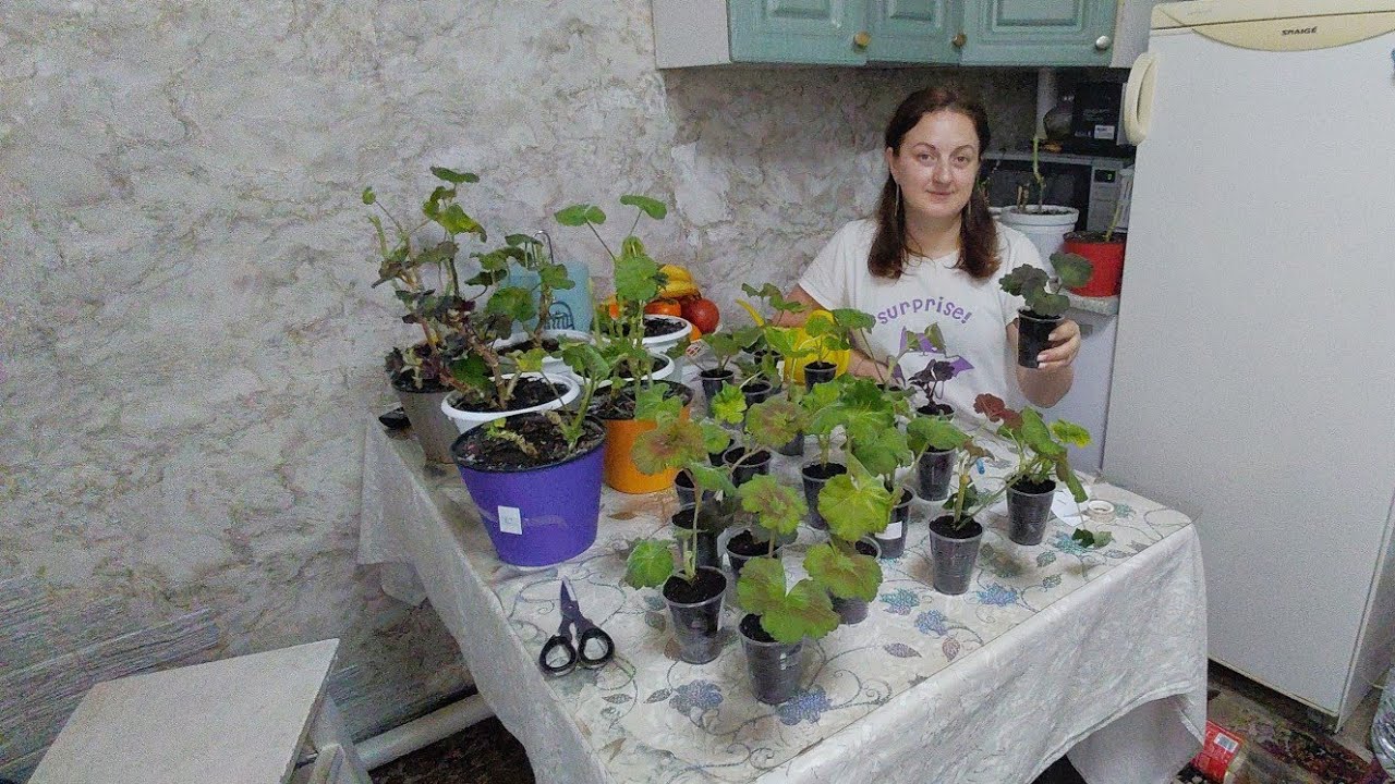 Невитримала зиму, померзла моя пеларгонія(калачики)/Насадила, щоб мало неказалося