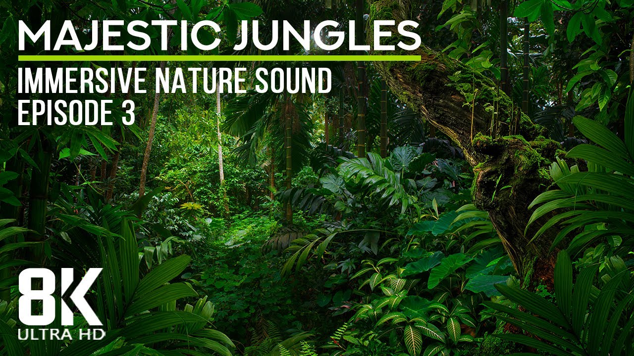 8 HRS Immersive Jungle Sounds (8K UHD) - Calming Sounds of Tropical Birds - Episode 3