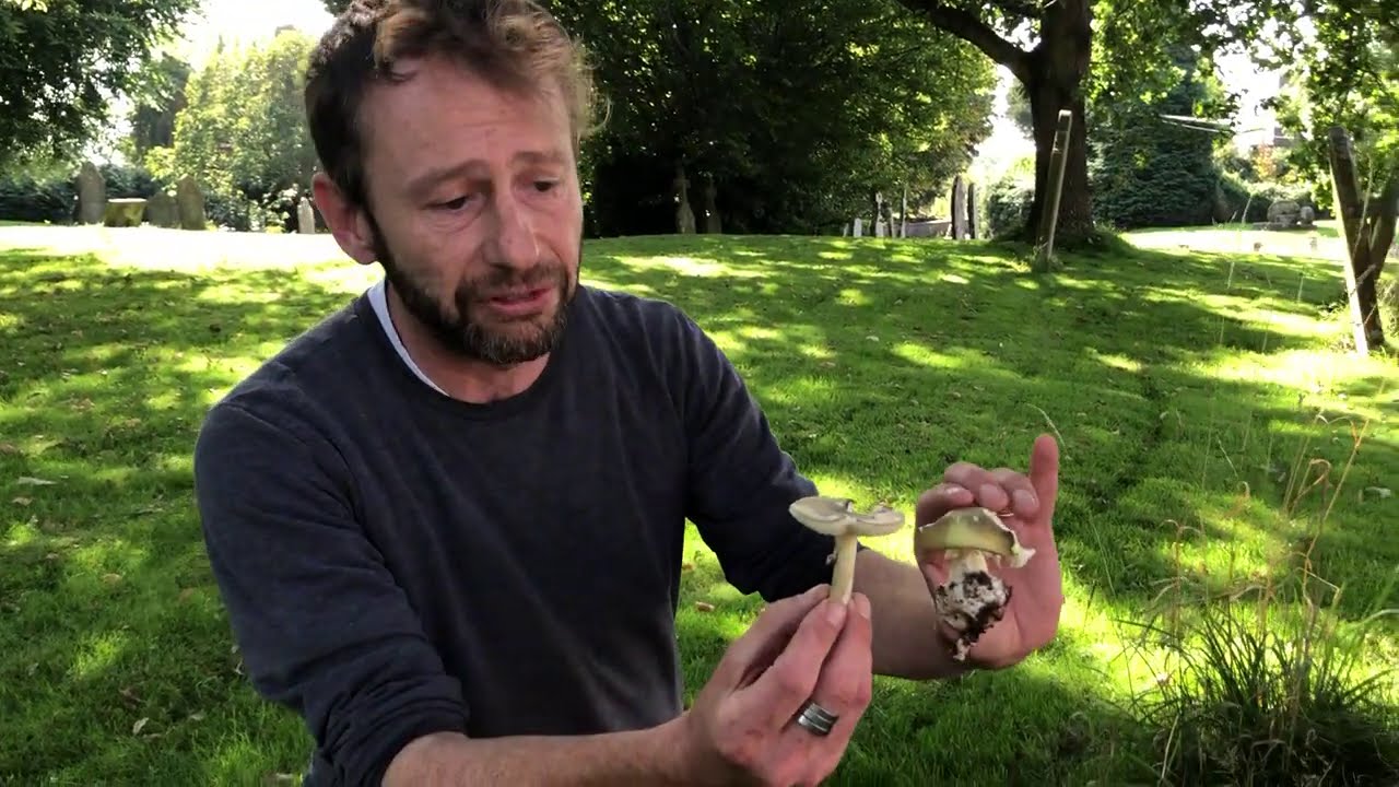 Identifying the Deathcap. Amanita phalloides