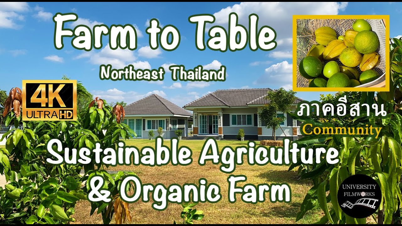 FARM to TABLE in NORTHEAST THAILAND | Sustainable Organic Farming | ภาคอีสาน Isan | Thai Geography