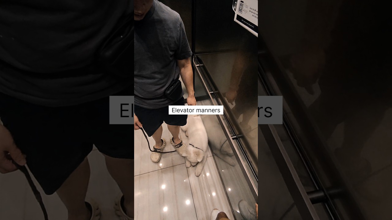 Samoyed puppy training in LIC, Queens | Cebu Dog Trainer #dogtrainer #puppy #samoyed
