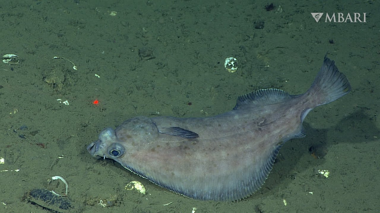 5 mesmerizing minutes of flowing flatfishes to help you unwind