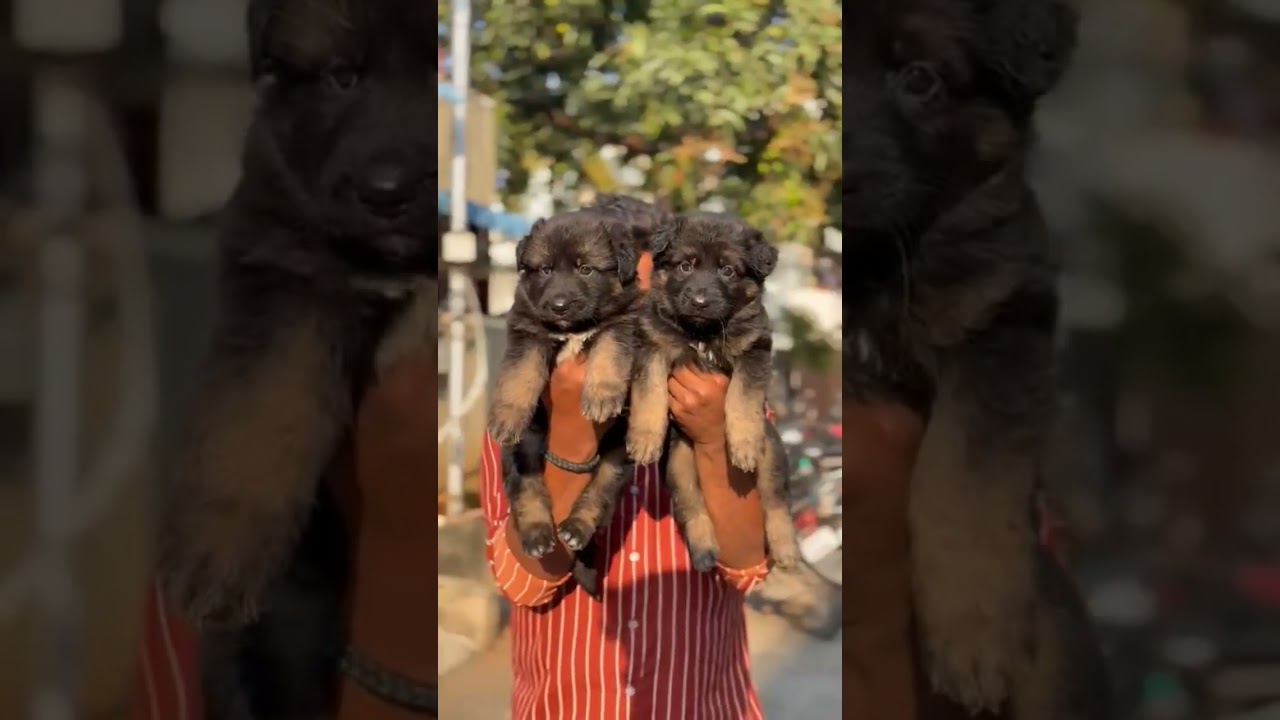 PETMARKET CHENNAIPETMARKET SUNDAYMARKETLATESTVIDEO SALE IN ALL TYPE PETS EXOTIC PETS SALE IN CHENNAI