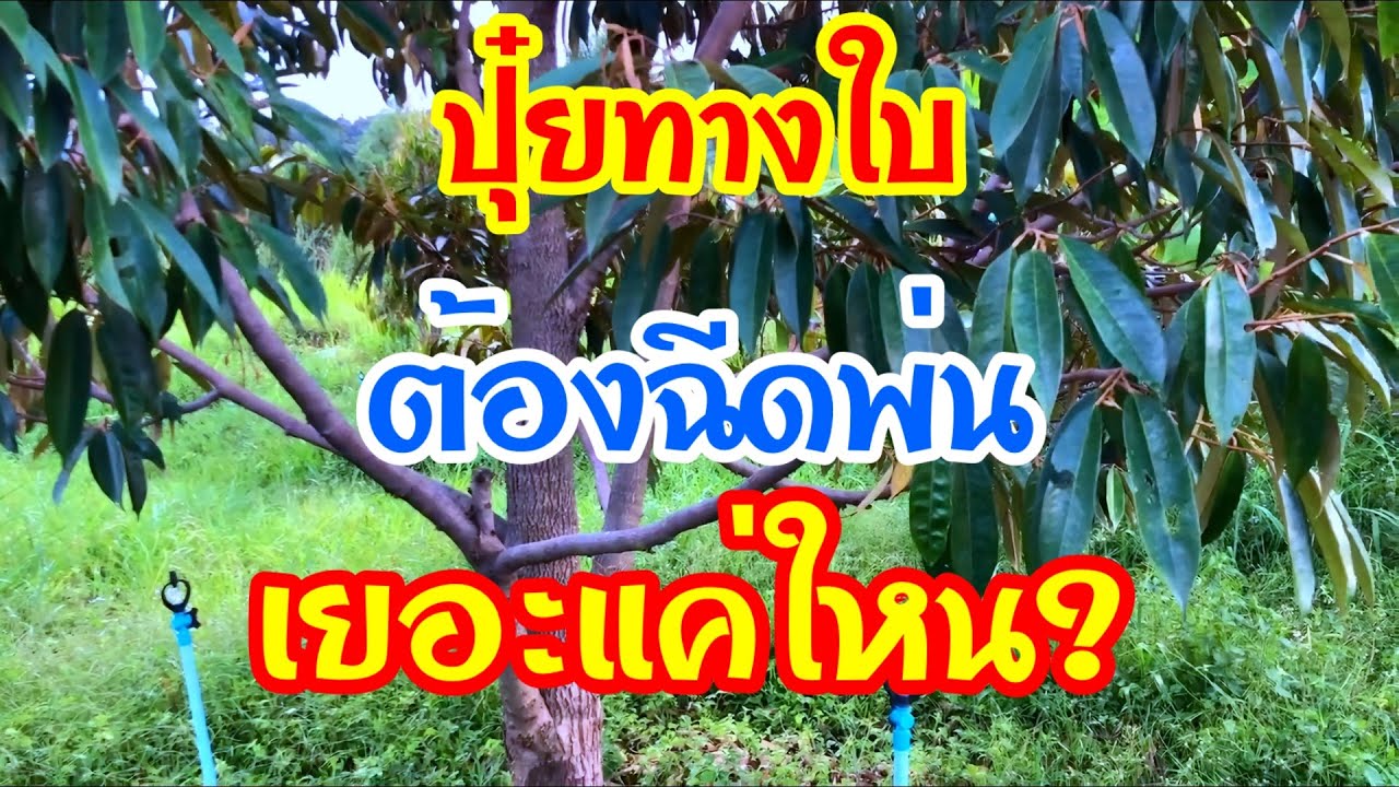 ปุ๋ยทางใบ VS ปุ๋ยทางดิน ต้องฉีดกี่ครั้ง ถึงจะเท่าหว่านหนึ่งกำมือ?