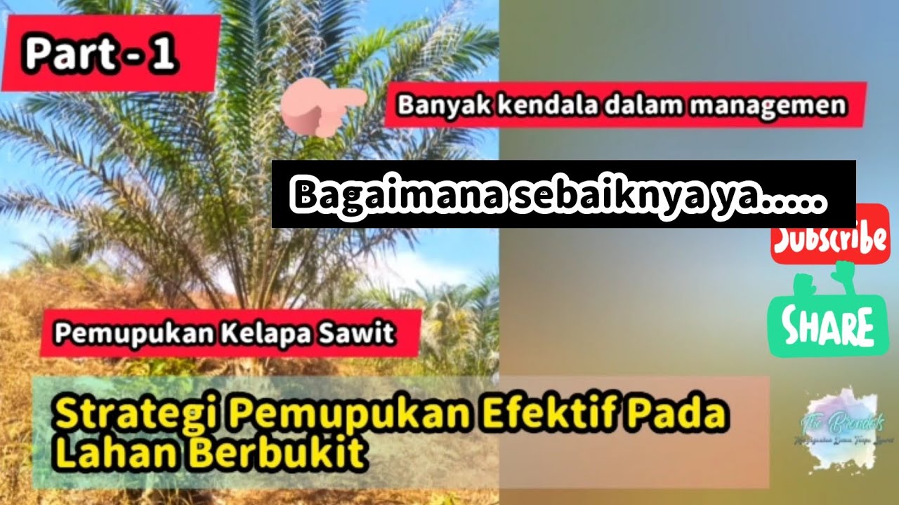 Strategi Pemupukan Efektif Pada Kelapa Sawit Lahan Berbukit