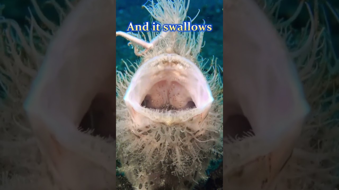 Frogfish Facts | World’s Strangest Fish