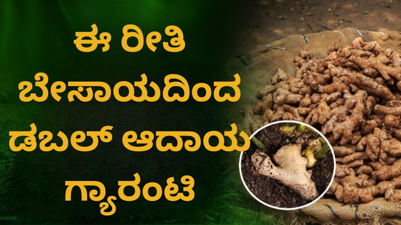 ಒಂದು ಎಕರೆ ಶುಂಠಿಯಿಂದ ಲಾಭ ಸಾಧ್ಯವೇ? ಶುಂಠಿ ಬೆಳೆಸುವ ಸರಿಯಾದ ವಿಧಾನ | |Ginger Cultivation in Kannada